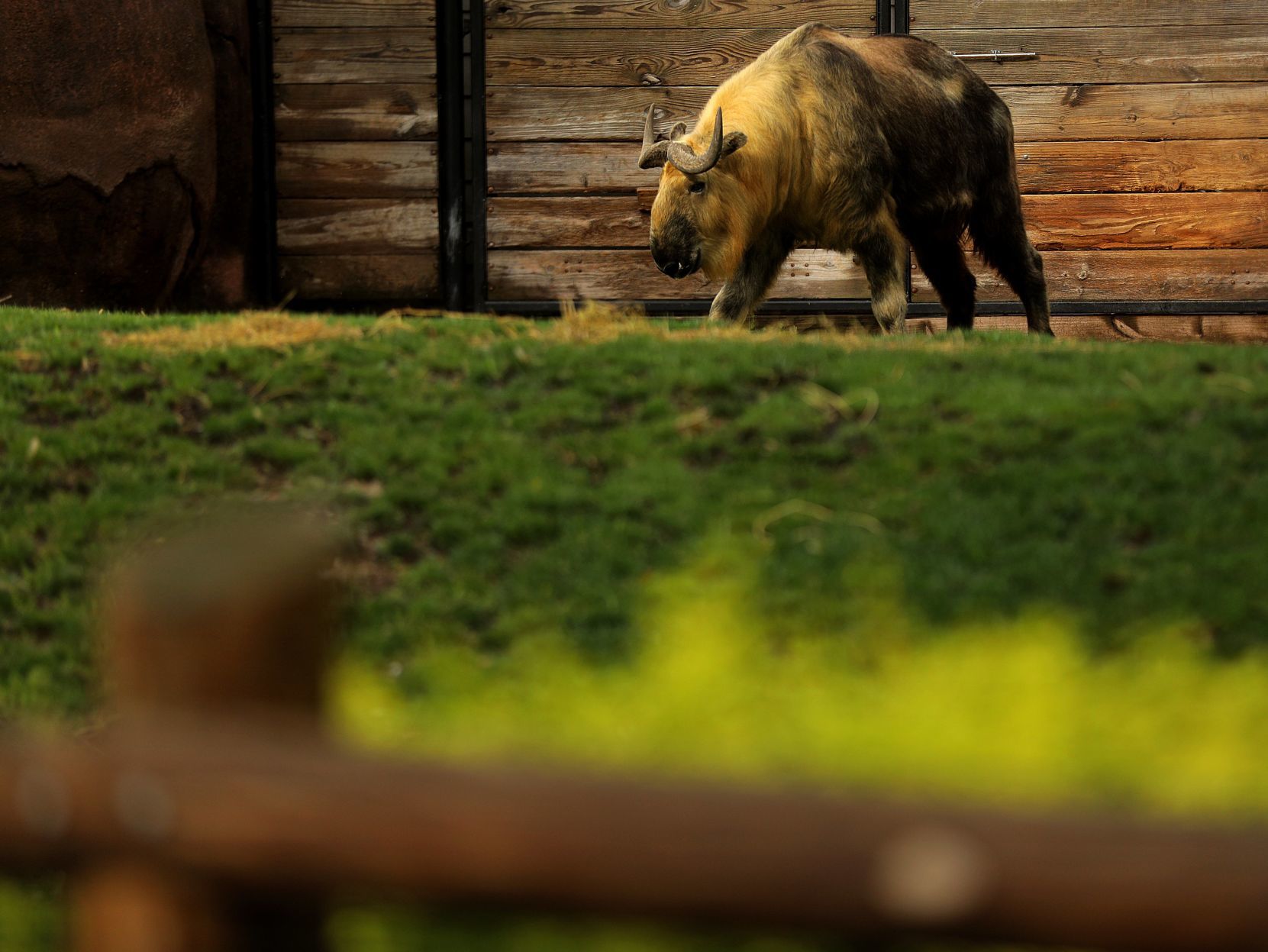 Most work continues at St. Louis Zoo despite coronavirus